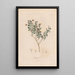 Botaniczny Pl17 - Alexander von Humboldt — oprawiony obraz na ścianie