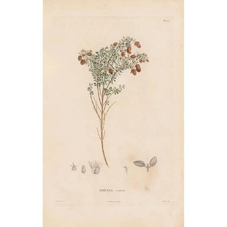 Alexander von Humboldt - Botanique Pl18.webp