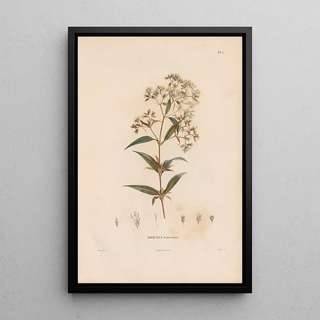 Alexander von Humboldt - Botanique Pl19.webp