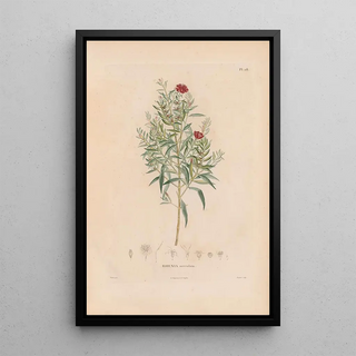 Alexander von Humboldt - Botanique Pl22.webp