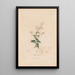 Reprodukcja obrazu Botaniczny Pl24 - Alexander von Humboldt