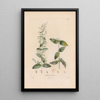 Alexander von Humboldt - Botanique Pl25.webp