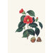 Ilustracje i opisy roślin tworzących naturalny porządek Camellieae Pl01 - Alfred Chandler — widok dzieła