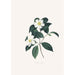 Ilustracje i opisy roślin tworzących naturalny porządek Camellieae Pl03 - Alfred Chandler — widok dzieła