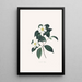 Ilustracje i opisy roślin tworzących naturalny porządek Camellieae Pl03 - Alfred Chandler — oprawiony obraz na ścianie