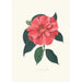 Ilustracje i opisy roślin tworzących naturalny porządek Camellieae Pl04 - Alfred Chandler — widok dzieła