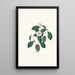 Ilustracje i opisy roślin tworzących naturalny porządek Camellieae Pl05 - Alfred Chandler — oprawiony obraz na ścianie