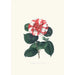 Ilustracje i opisy roślin tworzących naturalny porządek Camellieae Pl06 - Alfred Chandler — widok dzieła