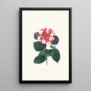 Alfred Chandler - Illustrations and descriptions of the plants which compose the natural order Camellieae Pl06.webp