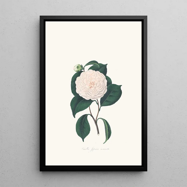 Alfred Chandler - Illustrations and descriptions of the plants which compose the natural order Camellieae Pl07.webp