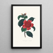 Ilustracje i opisy roślin tworzących naturalny porządek Camellieae Pl08 - Alfred Chandler