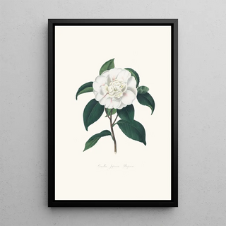 Alfred Chandler - Illustrations and descriptions of the plants which compose the natural order Camellieae Pl09.webp