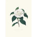 Ilustracje i opisy roślin tworzących naturalny porządek Camellieae Pl09 - Alfred Chandler