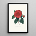 Ilustracje i opisy roślin tworzących naturalny porządek Camellieae Pl10 - Alfred Chandler