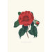 Ilustracje i opisy roślin tworzących naturalny porządek Camellieae Pl10 - Alfred Chandler