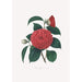 Ilustracje i opisy roślin tworzących naturalny porządek Camellieae Pl12 - Alfred Chandler