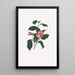 Ilustracje i opisy roślin tworzących naturalny porządek Camellieae Pl13 - Alfred Chandler