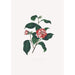 Ilustracje i opisy roślin tworzących naturalny porządek Camellieae Pl13 - Alfred Chandler