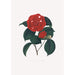 Ilustracje i opisy roślin tworzących naturalny porządek Camellieae Pl16 - Alfred Chandler — widok dzieła