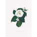 Ilustracje i opisy roślin tworzących naturalny porządek Camellieae Pl17 - Alfred Chandler