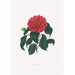 Ilustracje i opisy roślin tworzących naturalny porządek Camellieae Pl18 - Alfred Chandler — widok dzieła