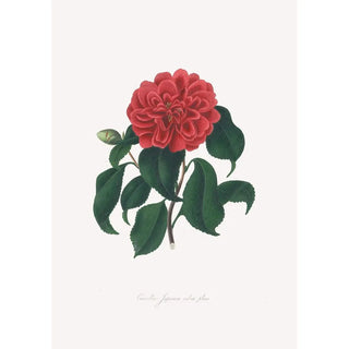 Alfred Chandler - Illustrations and descriptions of the plants which compose the natural order Camellieae Pl18.webp