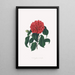 Ilustracje i opisy roślin tworzących naturalny porządek Camellieae Pl18 - Alfred Chandler — oprawiony obraz na ścianie