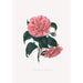Ilustracje i opisy roślin tworzących naturalny porządek Camellieae Pl19 - Alfred Chandler — widok dzieła