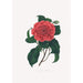 Ilustracje i opisy roślin tworzących naturalny porządek Camellieae Pl20 - Alfred Chandler — widok dzieła