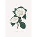 Ilustracje i opisy roślin tworzących naturalny porządek Camellieae Pl21 - Alfred Chandler — widok dzieła