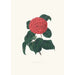 Ilustracje i opisy roślin tworzących naturalny porządek Camellieae Pl22 - Alfred Chandler — widok dzieła