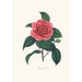 Ilustracje i opisy roślin tworzących naturalny porządek Camellieae Pl23 - Alfred Chandler — widok dzieła