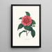 Ilustracje i opisy roślin tworzących naturalny porządek Camellieae Pl23 - Alfred Chandler — oprawiony obraz na ścianie