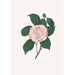 Ilustracje i opisy roślin tworzących naturalny porządek Camellieae Pl24 - Alfred Chandler — widok dzieła