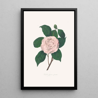Alfred Chandler - Illustrations and descriptions of the plants which compose the natural order Camellieae Pl24.webp