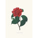 Ilustracje i opisy roślin tworzących naturalny porządek Camellieae Pl25 - Alfred Chandler — widok dzieła