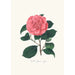 Ilustracje i opisy roślin tworzących naturalny porządek Camellieae Pl26 - Alfred Chandler — widok dzieła