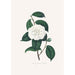 Ilustracje i opisy roślin tworzących naturalny porządek Camellieae Pl27 - Alfred Chandler — widok dzieła