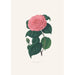 Ilustracje i opisy roślin tworzących naturalny porządek Camellieae Pl29 - Alfred Chandler — widok dzieła