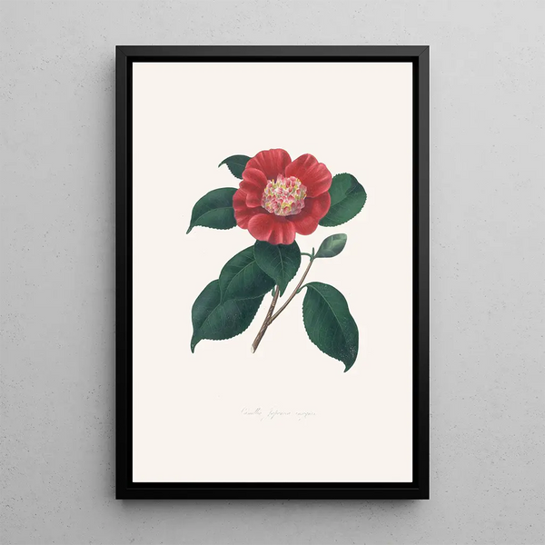 Ilustracje i opisy roślin tworzących naturalny porządek Camellieae Pl31 - Alfred Chandler