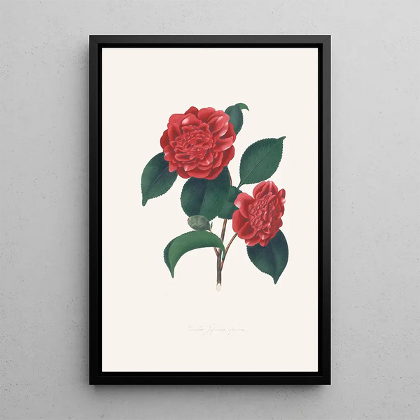 Ilustracje i opisy roślin tworzących naturalny porządek Camellieae Pl32 - Alfred Chandler
