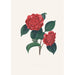 Ilustracje i opisy roślin tworzących naturalny porządek Camellieae Pl32 - Alfred Chandler