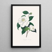 Ilustracje i opisy roślin tworzących naturalny porządek Camellieae Pl33 - Alfred Chandler — oprawiony obraz na ścianie