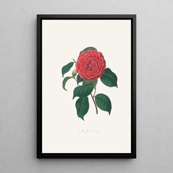 Ilustracje i opisy roślin tworzących naturalny porządek Camellieae Pl34 - Alfred Chandler