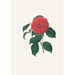 Ilustracje i opisy roślin tworzących naturalny porządek Camellieae Pl34 - Alfred Chandler