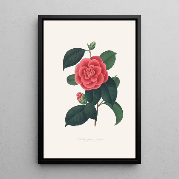 Ilustracje i opisy roślin tworzących naturalny porządek Camellieae Pl35 - Alfred Chandler