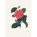 Ilustracje i opisy roślin tworzących naturalny porządek Camellieae Pl35 - Alfred Chandler