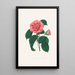 Ilustracje i opisy roślin tworzących naturalny porządek Camellieae Pl36 - Alfred Chandler