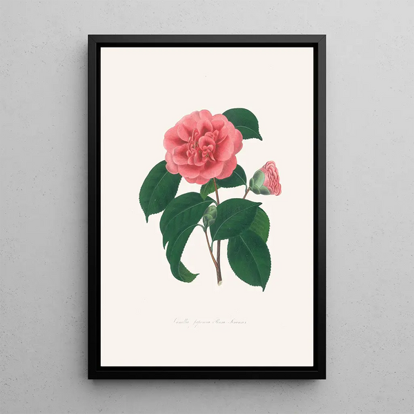 Ilustracje i opisy roślin tworzących naturalny porządek Camellieae Pl36 - Alfred Chandler