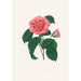 Ilustracje i opisy roślin tworzących naturalny porządek Camellieae Pl36 - Alfred Chandler